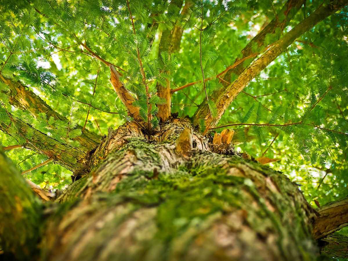 Arborist töötab puu võras arboristivarustuse abil